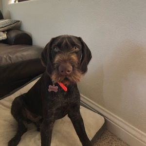 Meet your Posher, Anneliese